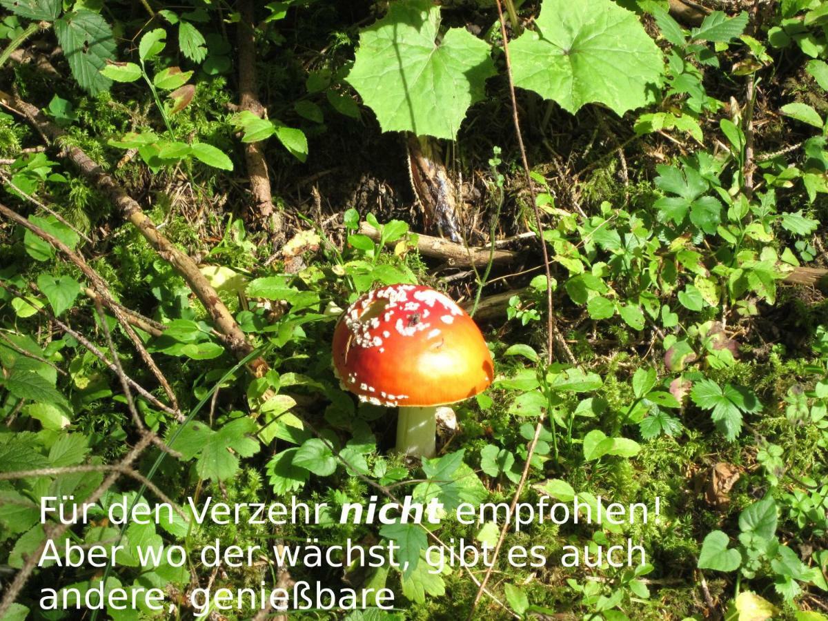 14 Edelweiss